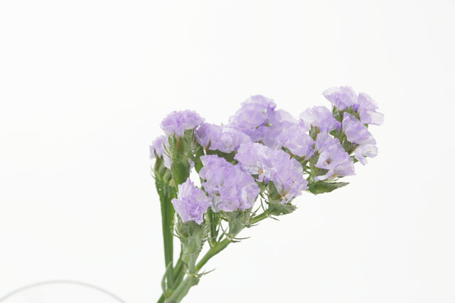 �p���[�X�g�[���A���o�X�^�[