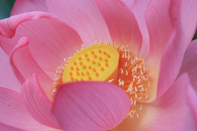 �p���[�X�g�[���A���`���j�[