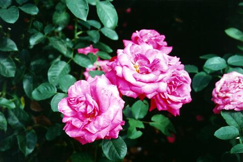 �p���[�X�g�[���W�����\�i�C�g �A�N�Z�T���[