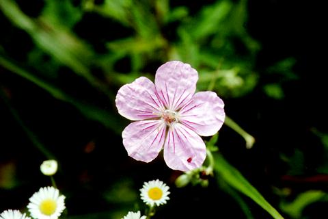 �p���[�X�g�[���K�[�l�b�g