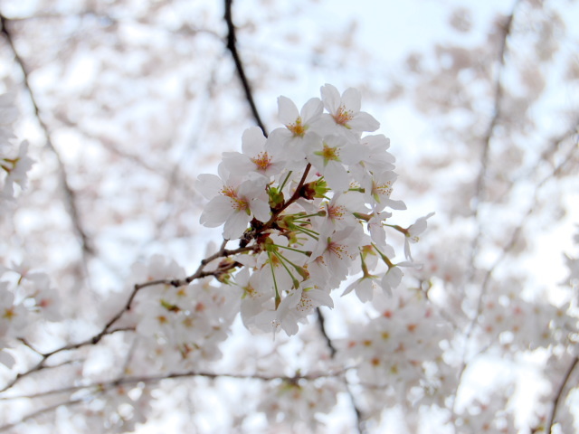 �p���[�X�g�[���N�[�P�C�g