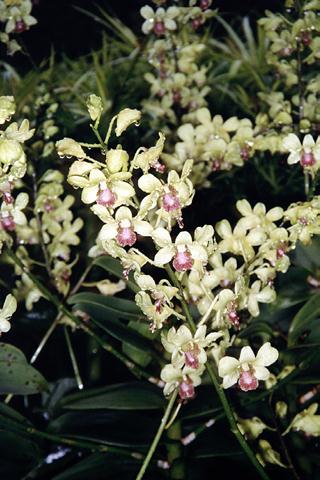 �p���[�X�g�[���_�C�I�v�T�C�h �A�N�Z�T���[