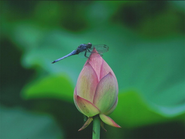 �p���[�X�g�[���g�������C�g �A�N�Z�T���[