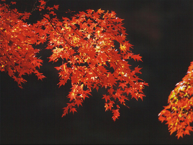 �p���[�X�g�[���\�[�_���C�g �A�N�Z�T���[