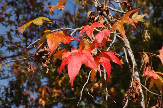 �p���[�X�g�[���[�I���C�g �A�N�Z�T���[