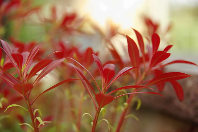 �p���[�X�g�[���T�t�@�C�A �A�N�Z�T���[