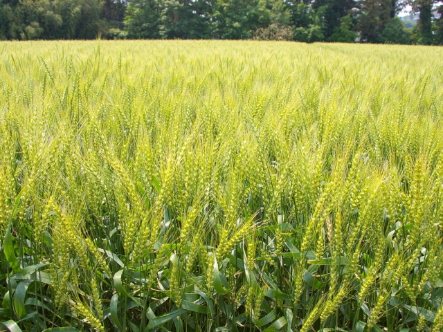 �p���[�X�g�[���G���X���C�g