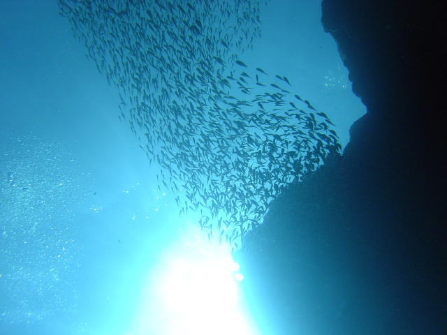 �p���[�X�g�[���A�i�e�[�X