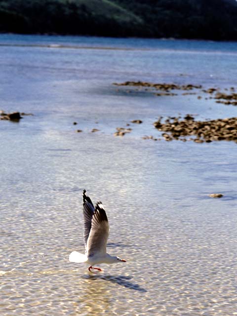 �p���[�X�g�[���A�_�}�C�g