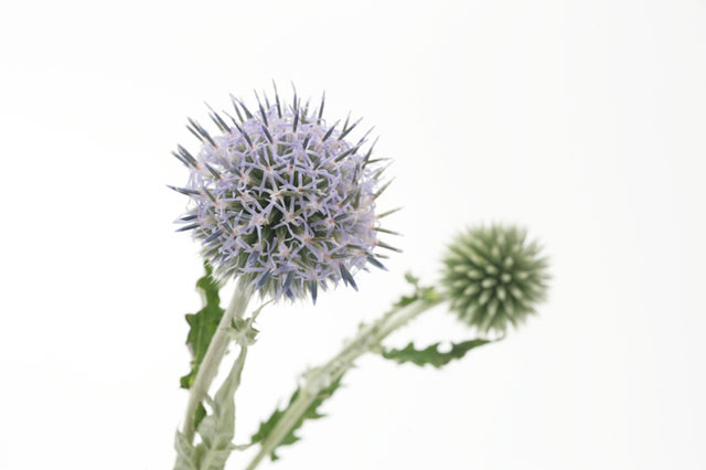 パワーストーンアラゴナイト