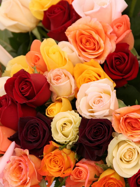 �p���[�X�g�[���T���t�@�[ �A�N�Z�T���[