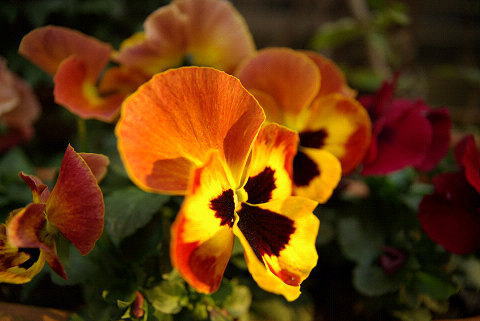 �p���[�X�g�[���A���\�t�B���C�g