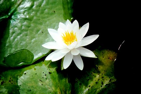 �p���[�X�g�[���V���[�����u�����h �A�N�Z�T���[