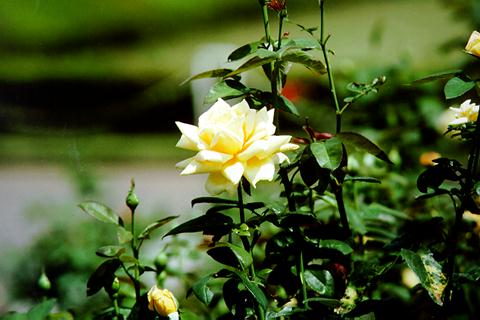 �p���[�X�g�[���V���}�i�C�g �A�N�Z�T���[