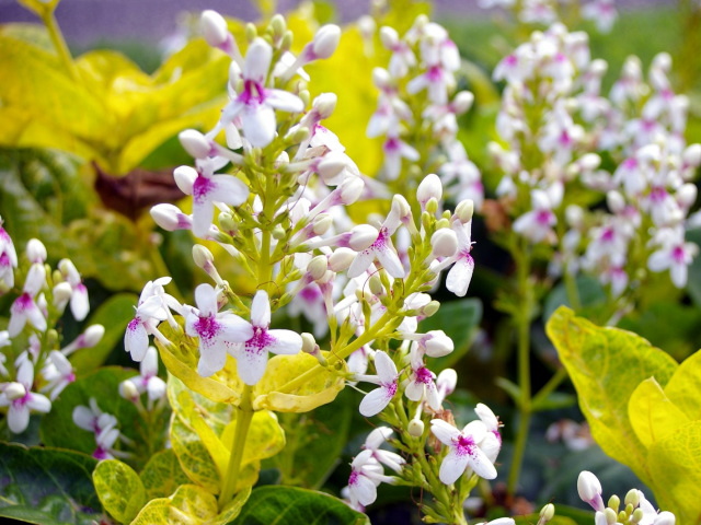 �p���[�X�g�[���J�o�U�C�g