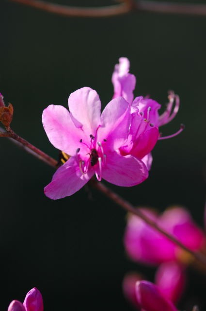 �p���[�X�g�[���L���X�g���C�g