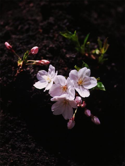 �p���[�X�g�[���Z�v�^�[�N�H�[�c �A�N�Z�T���[