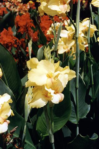 �p���[�X�g�[���^���^���C�g �A�N�Z�T���[