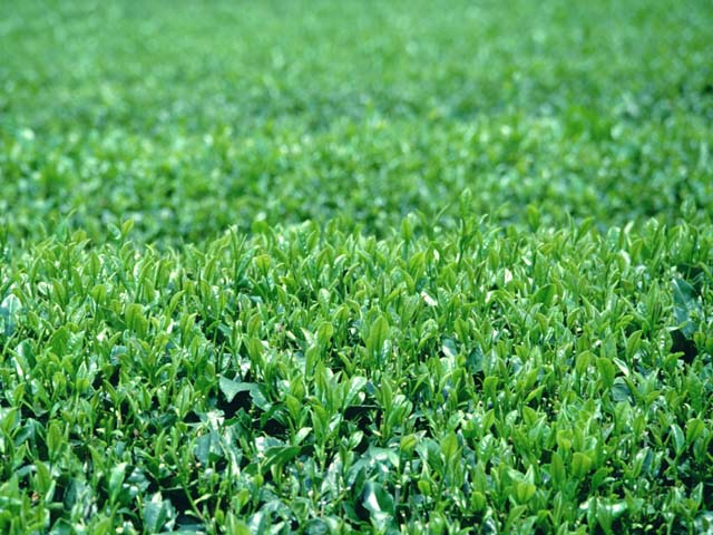 �p���[�X�g�[���f���h���`�b�N�A�Q�[�g �A�N�Z�T���[