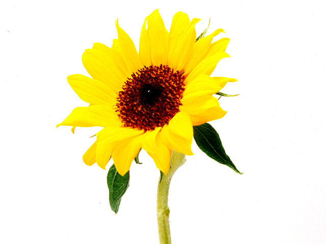 �p���[�X�g�[���A�|�t�B���C�g