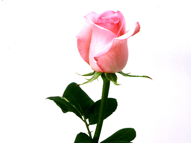 �p���[�X�g�[���A���Z�j�b�N