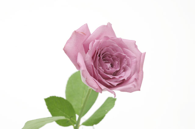 �p���[�X�g�[���A���Q���^�C�g