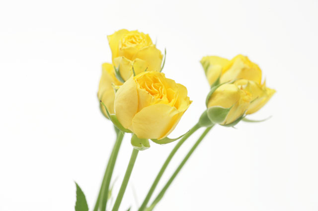 �p���[�X�g�[���A���L�T���h���C�g