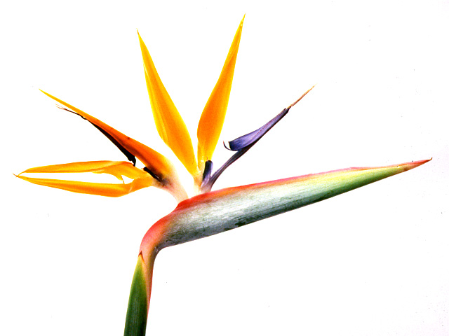 �p���[�X�g�[���A���`�i�C�g