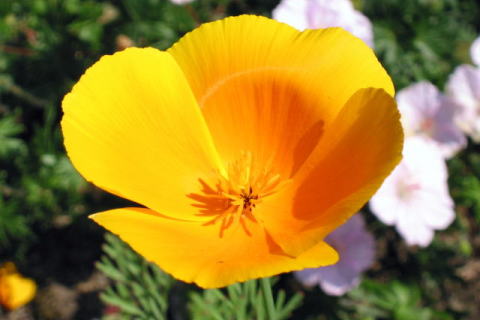 �p���[�X�g�[���A���_�����T�C�g