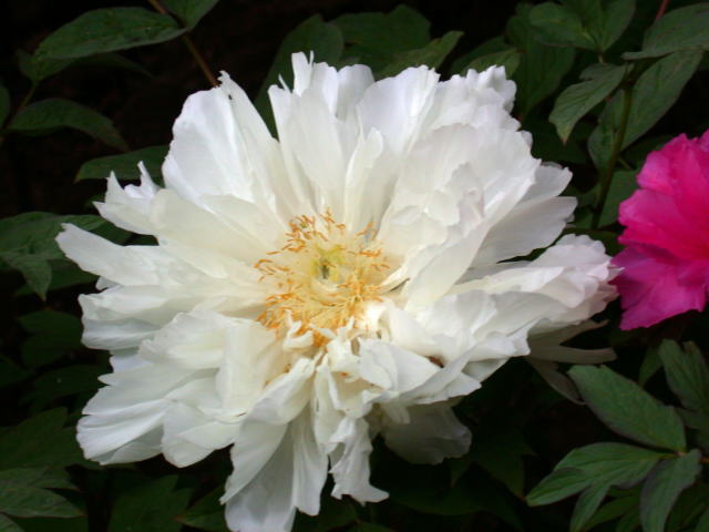 �p���[�X�g�[���W�F�_�C�g �A�N�Z�T���[|�p���[�X�g�[�������̓R�`��