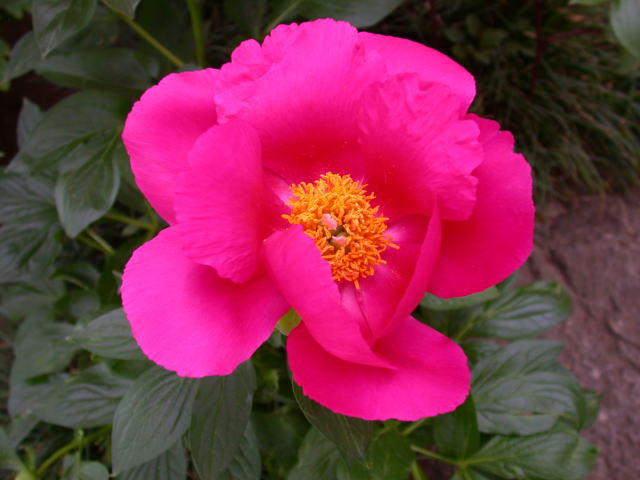 �p���[�X�g�[���A���h���_�C�g