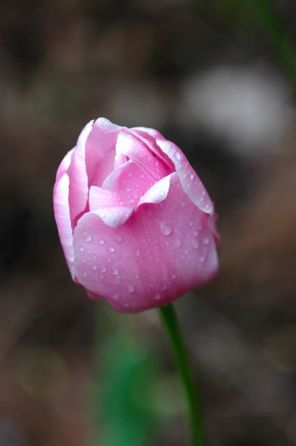 �p���[�X�g�[���A���n�C�h���C�g