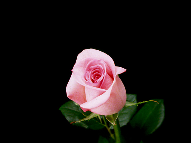 �p���[�X�g�[���A���o�[