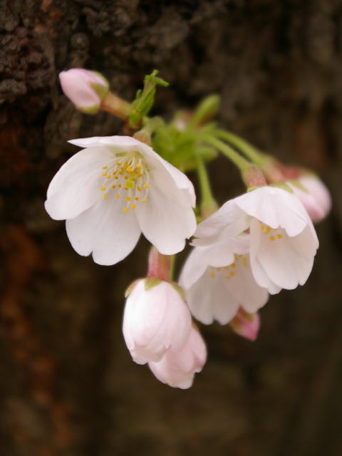 �p���[�X�g�[���W���p�j�[�Y�D���[�D�c�C���D�N�H�[�c �A�N�Z�T���[|�p���[�X�g�[�������̓R�`��