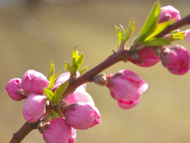 �p���[�X�g�[���E�B�[���C�g