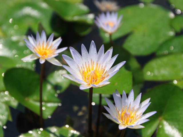 �p���[�X�g�[���W���X�p�[ �A�N�Z�T���[|�p���[�X�g�[�������̓R�`��