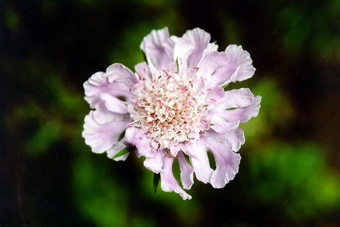 �p���[�X�g�[���E�o���o�C�g