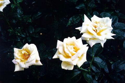 �p���[�X�g�[���X�L���|���C�g �A�N�Z�T���[|�p���[�X�g�[�������̓R�`��