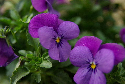 �p���[�X�g�[���W���J�C�g �A�N�Z�T���[|�p���[�X�g�[�������̓R�`��