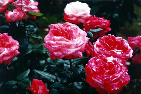 �p���[�X�g�[���X�^�E�����C�g �A�N�Z�T���[|�p���[�X�g�[�������̓R�`��