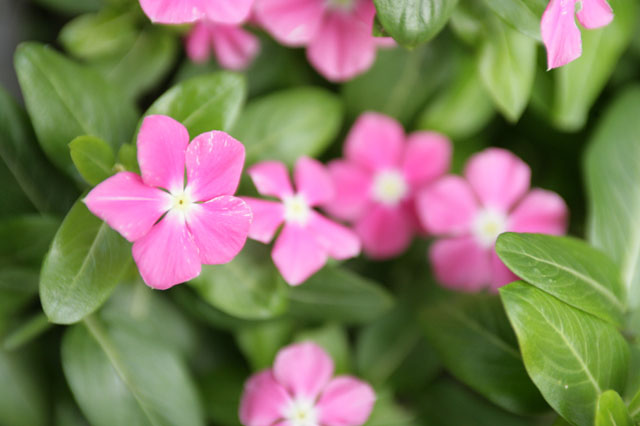 �p���[�X�g�[���X�p�[���C�g �A�N�Z�T���[|�p���[�X�g�[�������̓R�`��