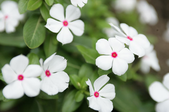 �p���[�X�g�[���I���x�i�C�g