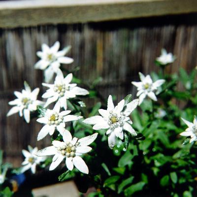 �p���[�X�g�[���J�o���T�C�g