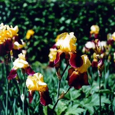 �p���[�X�g�[���X�t�F�[�� �A�N�Z�T���[|�p���[�X�g�[�������̓R�`��