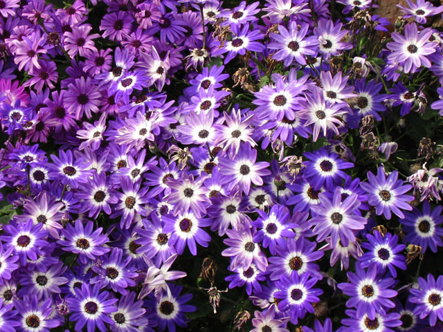 �p���[�X�g�[���[�m�^�C�� �A�N�Z�T���[|�p���[�X�g�[�������̓R�`��