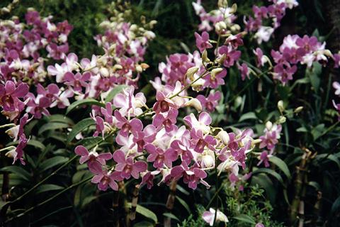 �p���[�X�g�[���J���Z�h�j�[