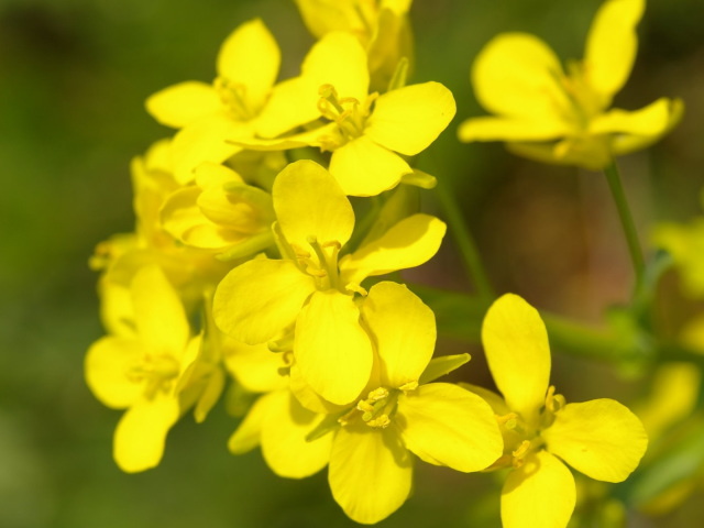 �p���[�X�g�[���J���T�C�g