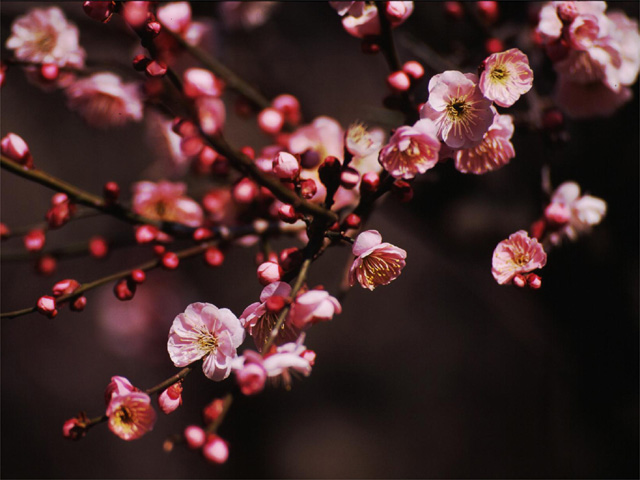 �p���[�X�g�[���L���V�e���C�g