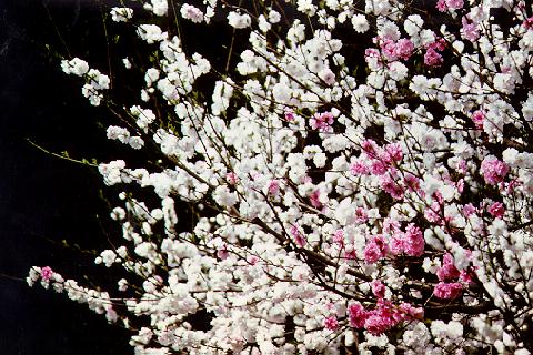 �p���[�X�g�[���_�C�I�v�e�[�[ �A�N�Z�T���[|�p���[�X�g�[�������̓R�`��