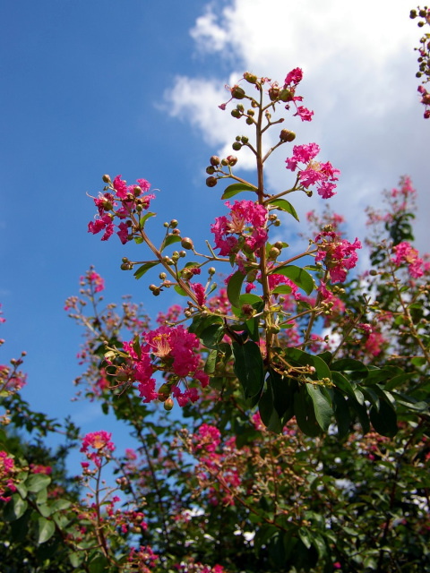 �p���[�X�g�[���N���R�A�C�g